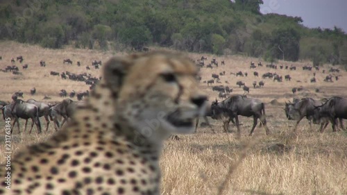 blurred image of a cheetah clears up and blurres the background of wildebeests.mov photo