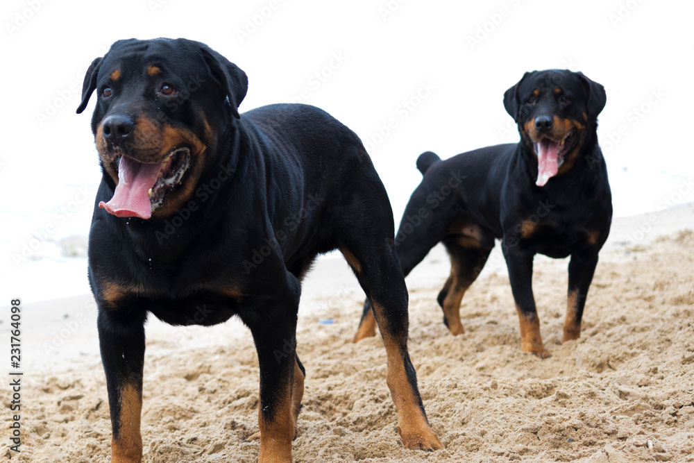 Dogs waiting to play