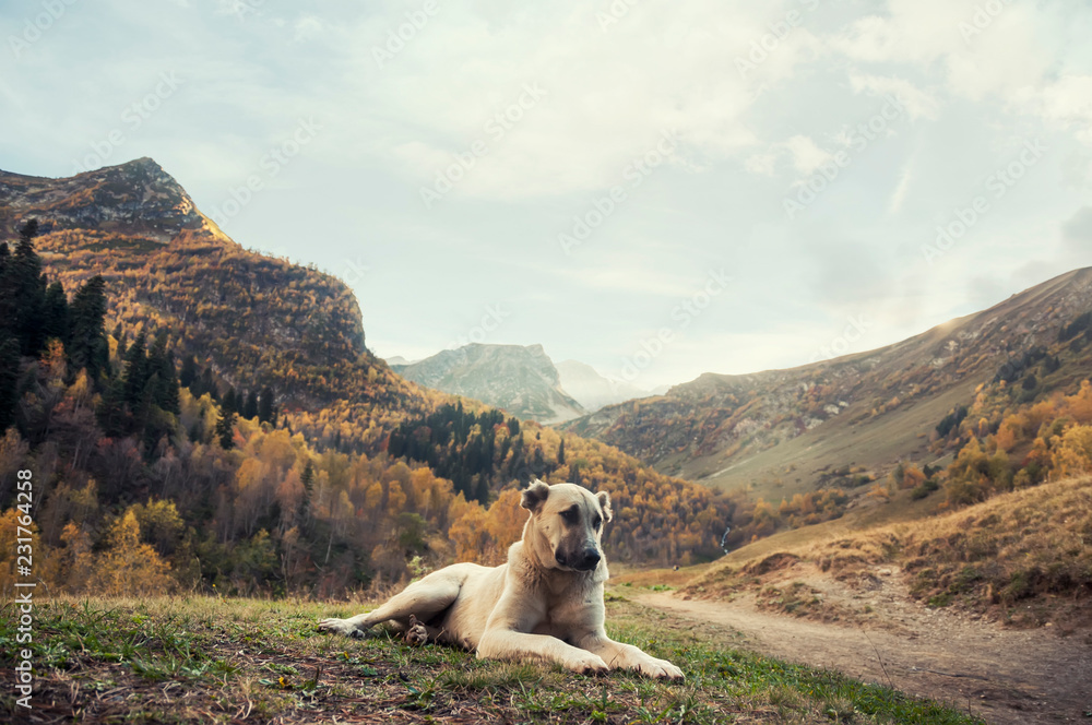 Naklejka premium Shepherd dog in the mountains on a Sunny autumn day.