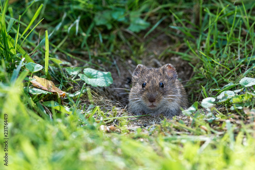 Foto Common Vole