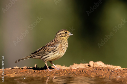 Female Cirl Bunting (Emberiza Cirlus) at Spanish Drinking Station During Summer photo