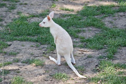 albino Western grey kangaroo joey standing