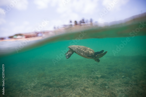 tartaruga marinha em noronha © marcioenrique