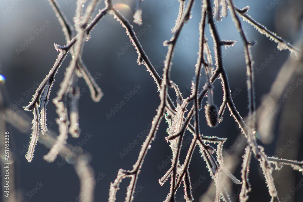 Frozen drops of water in detail on a tree branch with purple and vibrant blue background, light artefacts and sunlight. Ice drops on a frozen branches in close up detail.