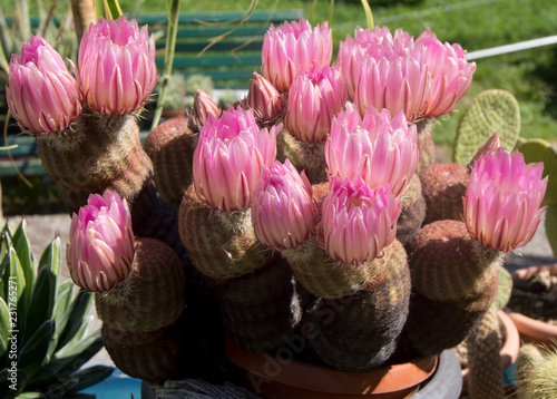 Cactus fiorito Echinocereus pectinatus photo