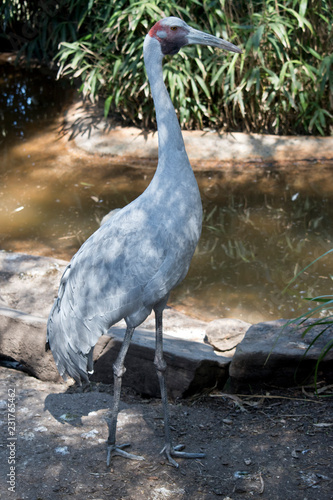 the brolga is a tall bird photo