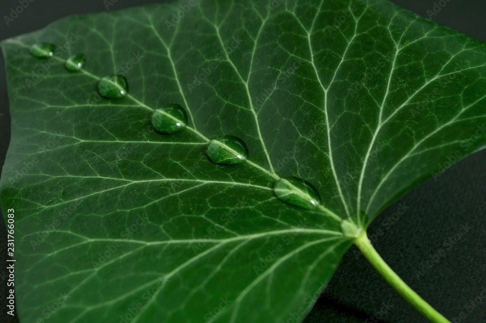 closeup of green leaf with water drops closeup of green leaf with water drops