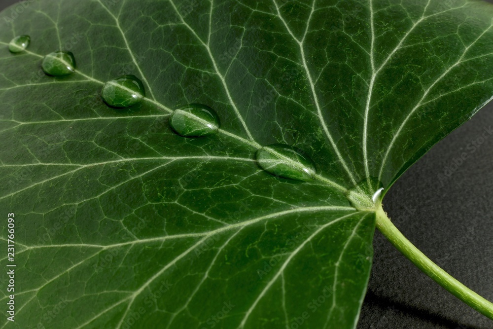 closeup of green leaf with drops of water closeup of green leaf with drops of water