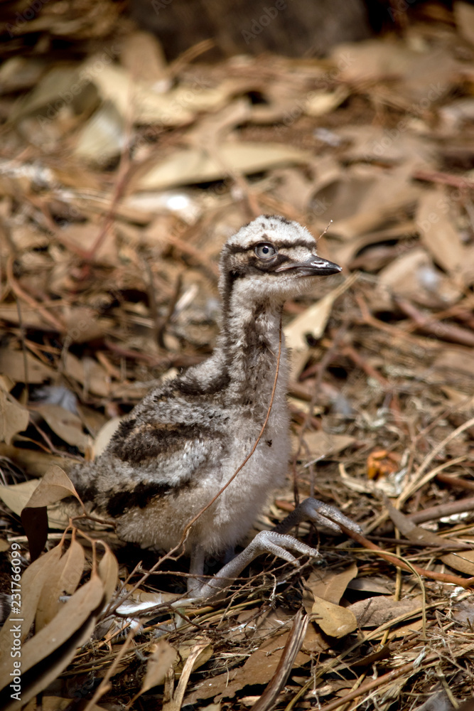this is a side view of aemu chick
