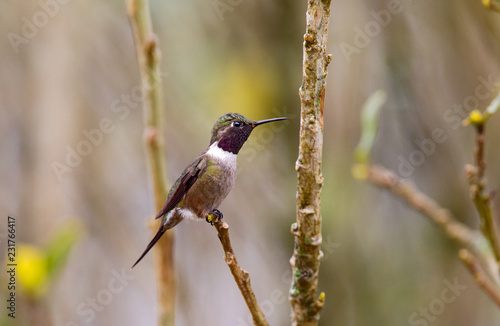 Amethyst Woodstar Perched on Small Branch photo