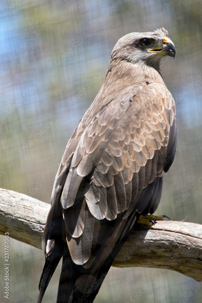 black kite is perched on a fence black kite is perched on a fence