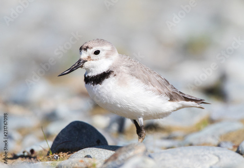 Wrybill (Anarhynchus Frontalis) Standing in a River Bed with Stones It Breeds on Large Braided Rivers in Central South Island photo