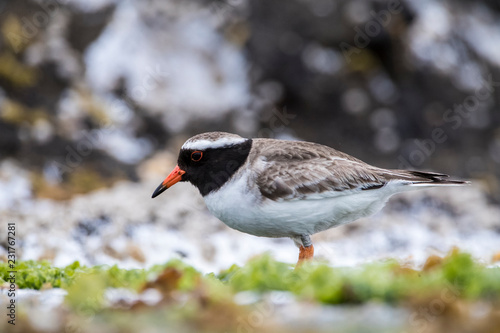 Endangered Shore Plover (Thinornis Novaeseelandiae) on the Chathams Islands, New Zealand Very Rare with only a Remaining World Population of Around 200 Birds photo