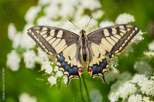 Closeup of Swallowtail photo