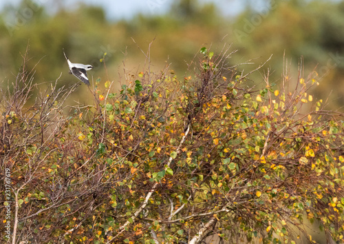 Great Grey Shrike (Lanius Excubitor) on Migration on a Dutch Waddenisland photo