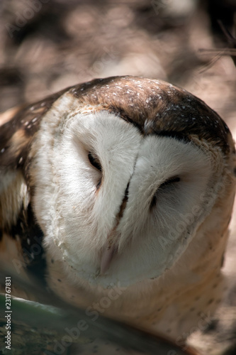 this is a close up of amasked owl