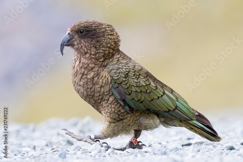 Endangered Kea (Nestor Notabilis) at the Homer Tunnel, South Island, New Zealand photo