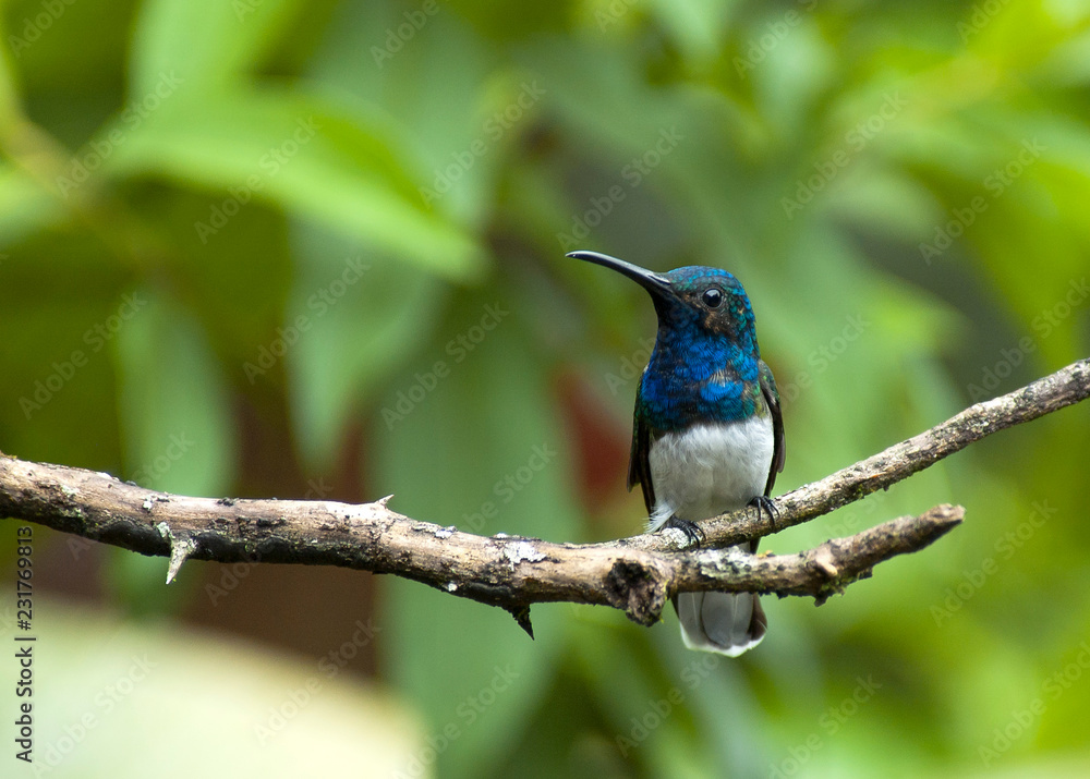 Fototapeta premium White Necked Jacobin