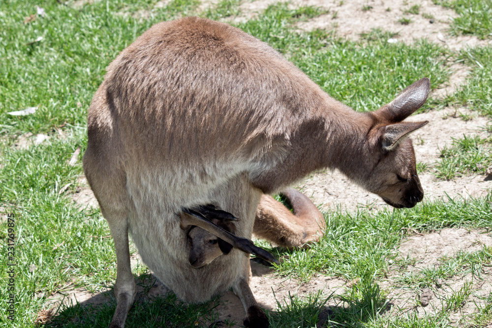 Western grey kangaroo with a joey in her pouch Western grey kangaroo with a joey in her pouch