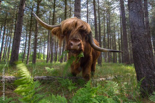 Highland Cattle at Water Catchment Area photo