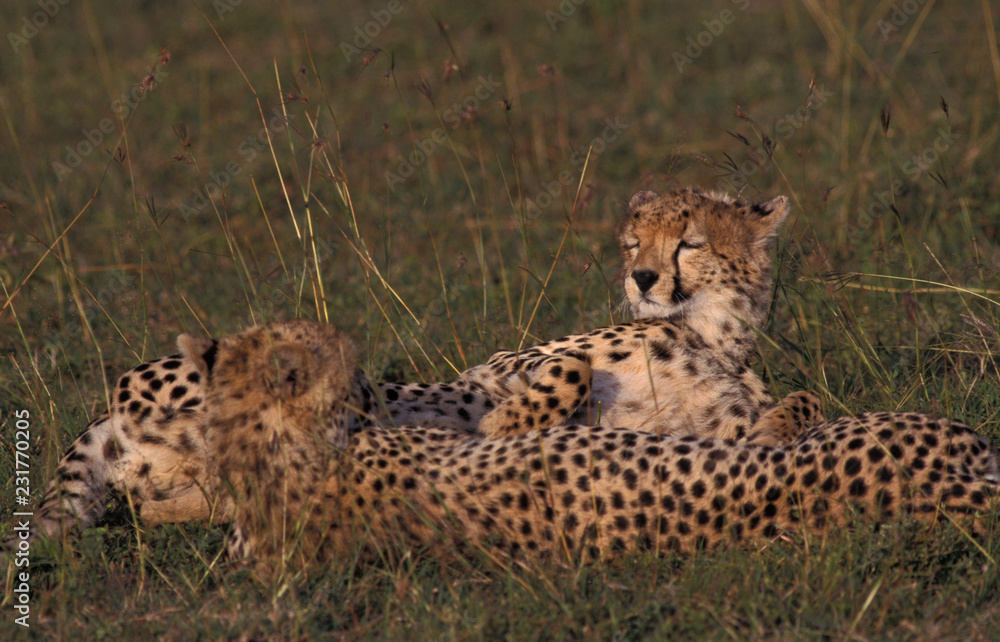 Cheetah Adult Female Laying with Two Young Animals Cheetah Adult Female Laying with Two Young Animals