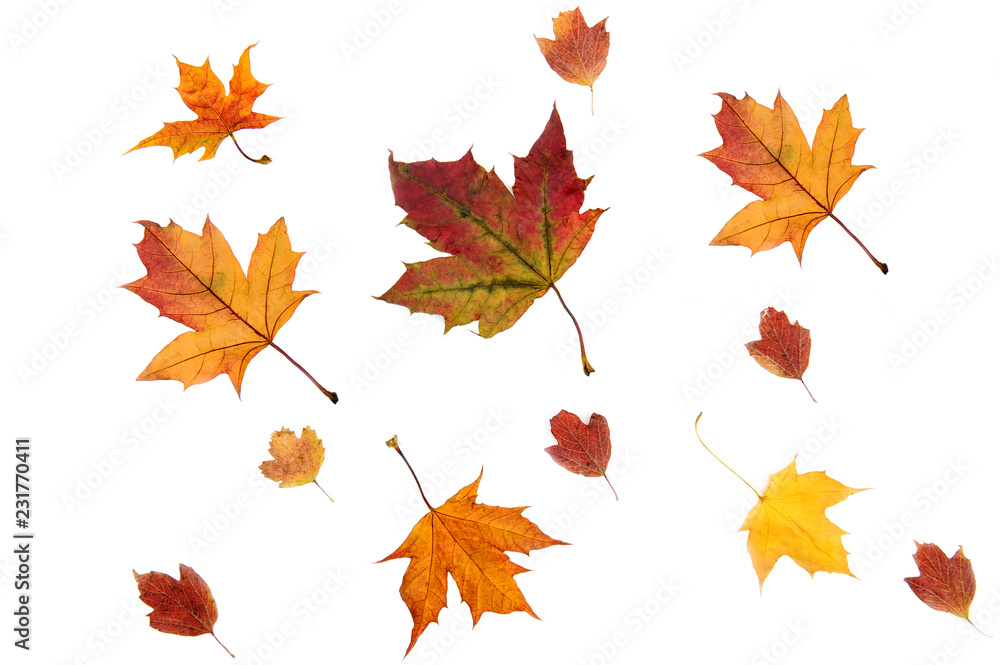Fototapeta premium Dried maple leaves on white background.