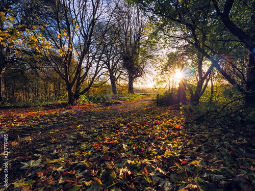  wide angle shoot Autumn forest morning,Northern Ireland