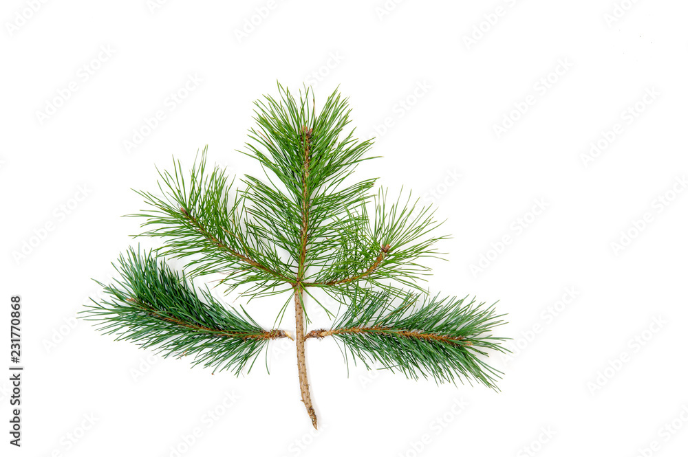 Pine tree branches  on white background.