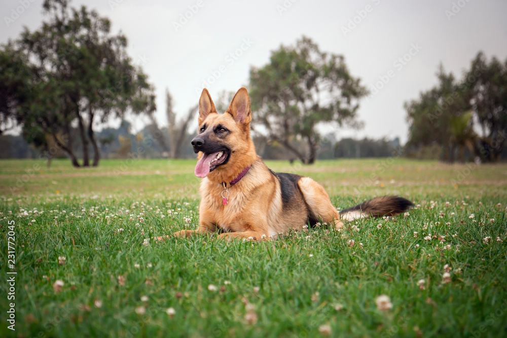 german shepherd dog lying on the grass with his tongue out