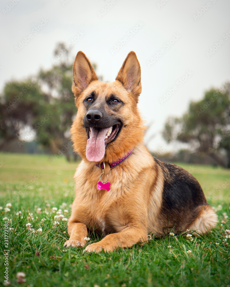 german shepherd dog lying on the grass with his tongue out german shepherd dog lying on the grass with his tongue out