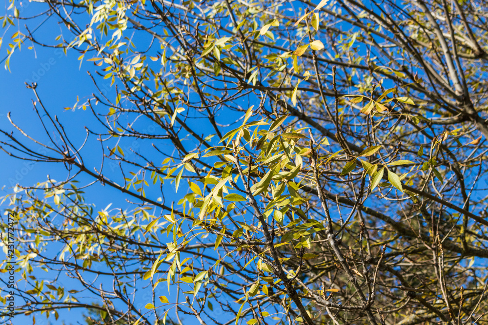 Fototapeta premium Branch of a tree