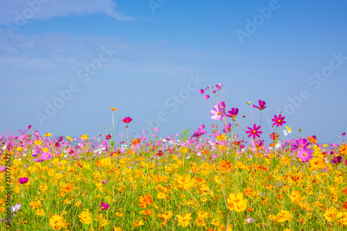 Cosmos flowers blooming © voranat
