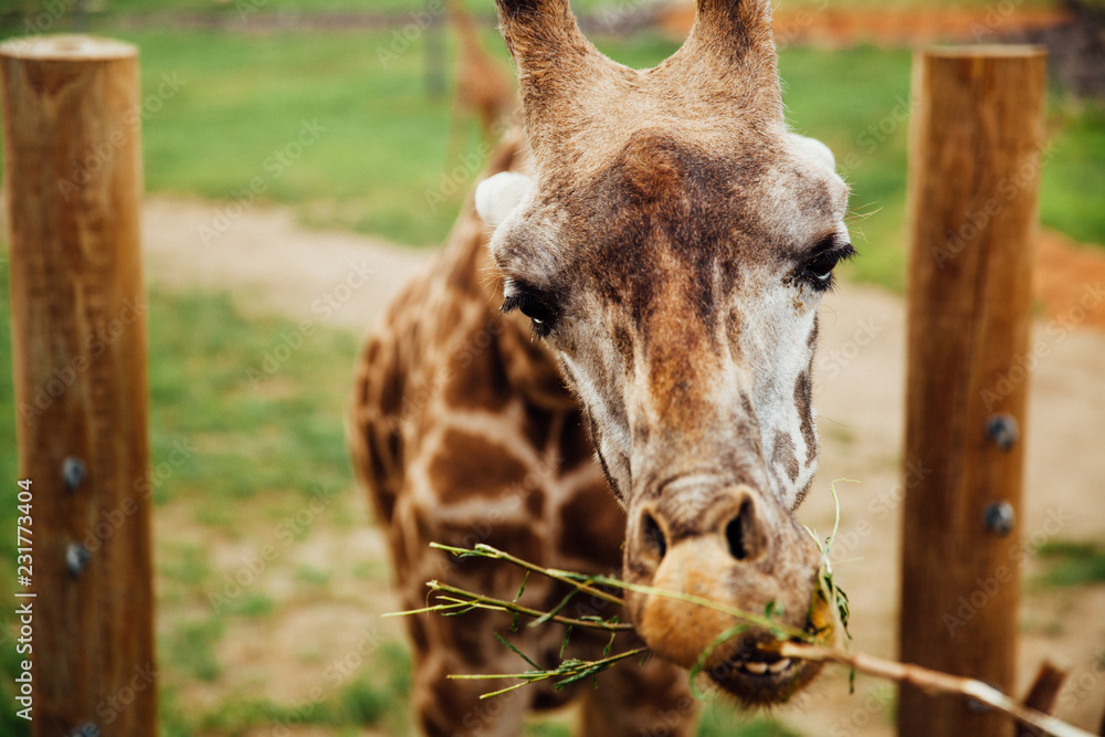 Animals Animals