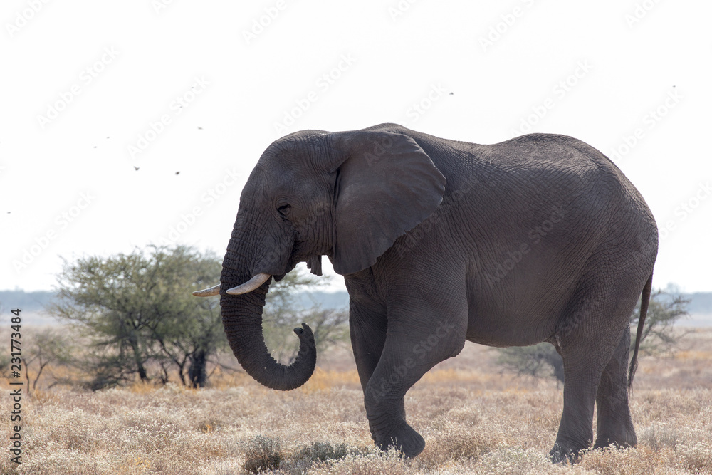 Obraz premium A giant african elephant
