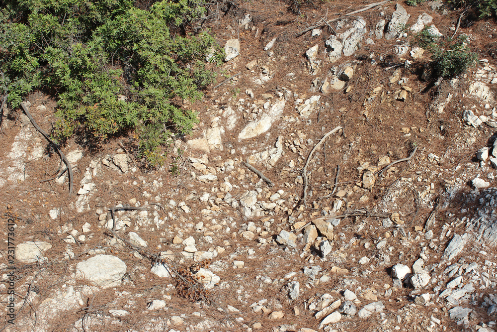 Eroded white rock surface partly covered with fallen pine needles Eroded white rock surface partly covered with fallen pine needles