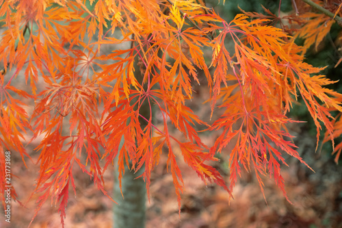 Herbstfärbung eines japanischen Schlitzahorn Fächerahorn Zierahorn mit orange gelb roten Blättern  im Ziergarten als vollständig mit Ahorn gefüllte Bildfläche photo