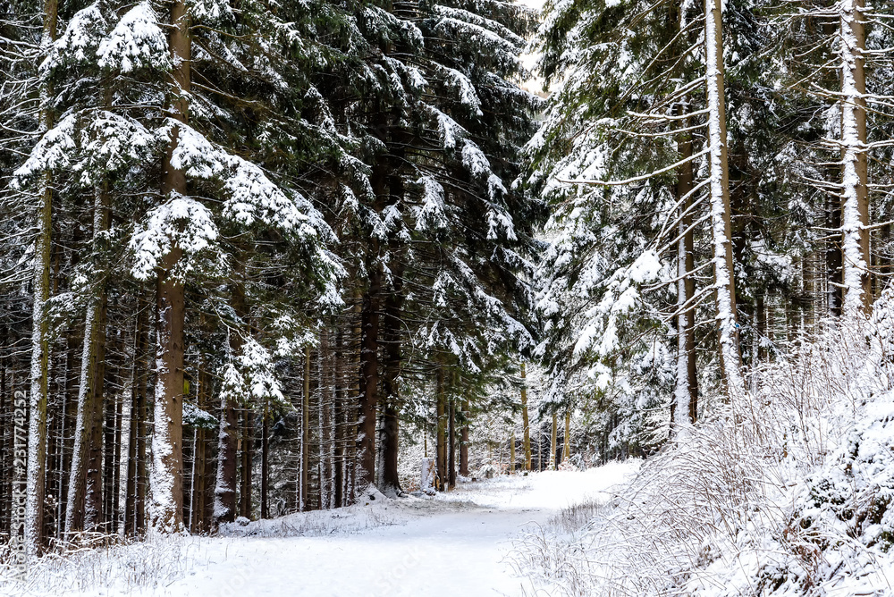 Naklejka premium Winter in den Karparten in Polen