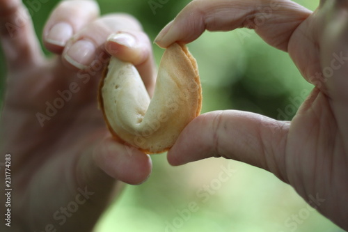 maos abrindo rompendo biscoito da sorte em fundo verde ao ar livre photo