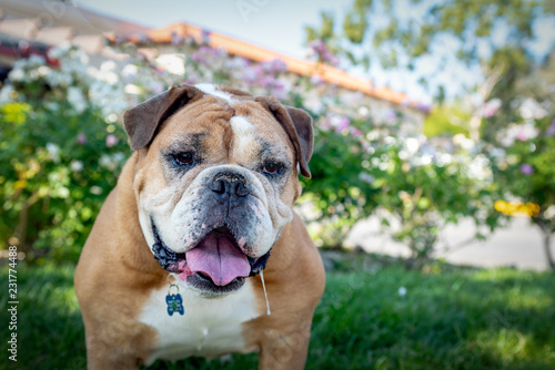 Εκτύπωση καμβά Portrait of a happy drooling bulldog outside.