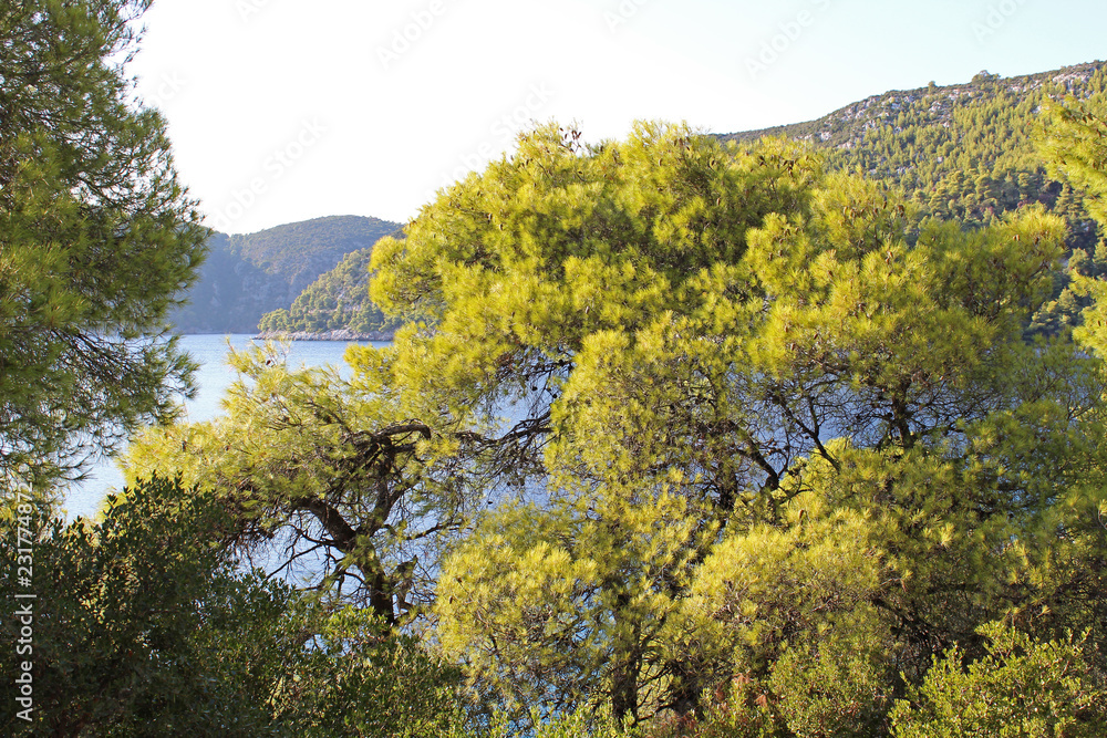Coastal pine tree forest in front of sea bay 