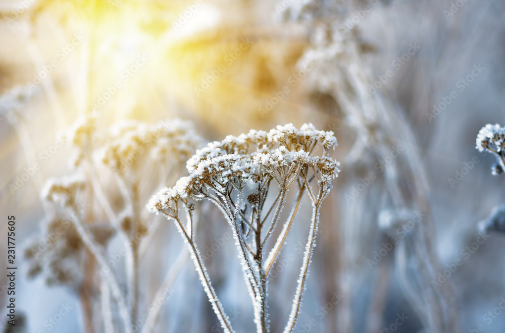 Hoarfrost on dry grass, natural winter background. Hoarfrost on dry grass, natural winter background.