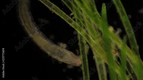 Microscopic Chironomidae (Midge Fly larva) feeds amid aquatic plants. photo