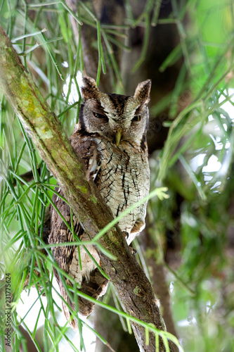 Tropical Screech Owl photo