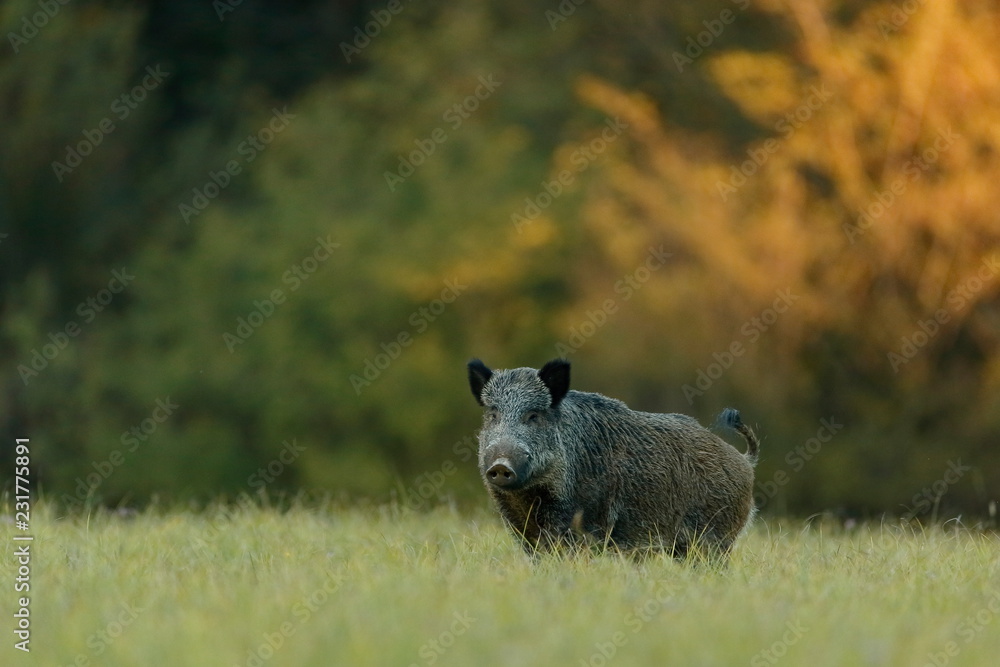 Wild boar in the grass with blurred forest background with yellow autumn colors Wild boar in the grass with blurred forest background with yellow autumn colors