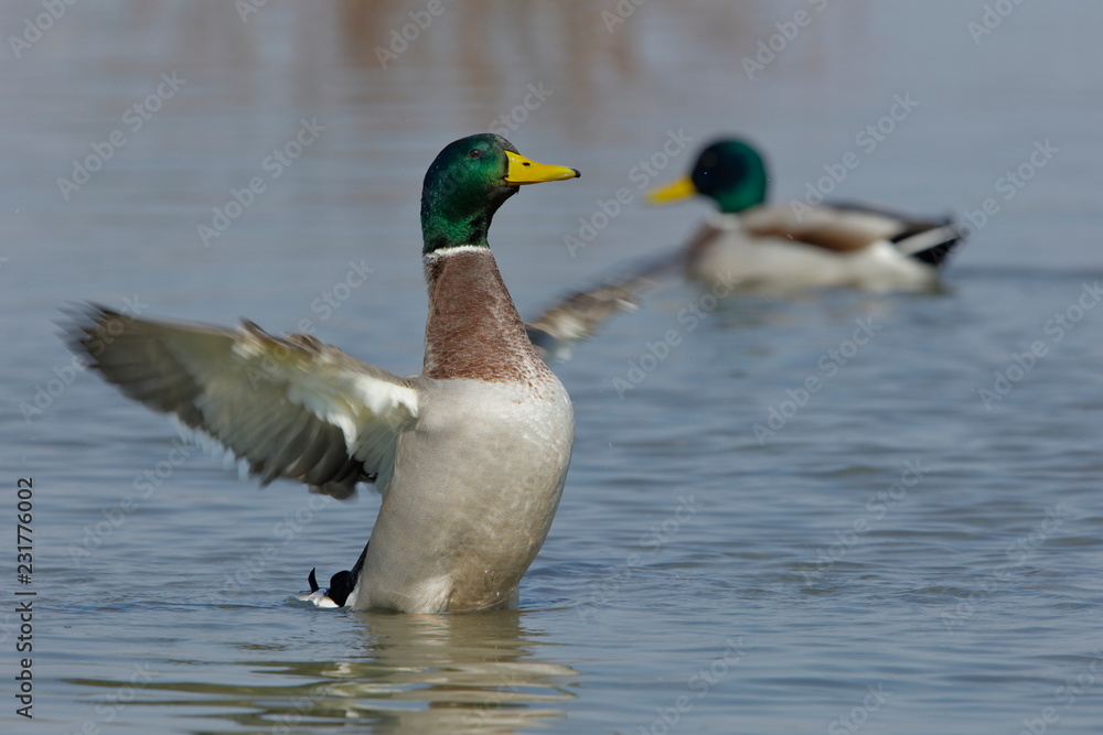 Mallard duck Mallard duck