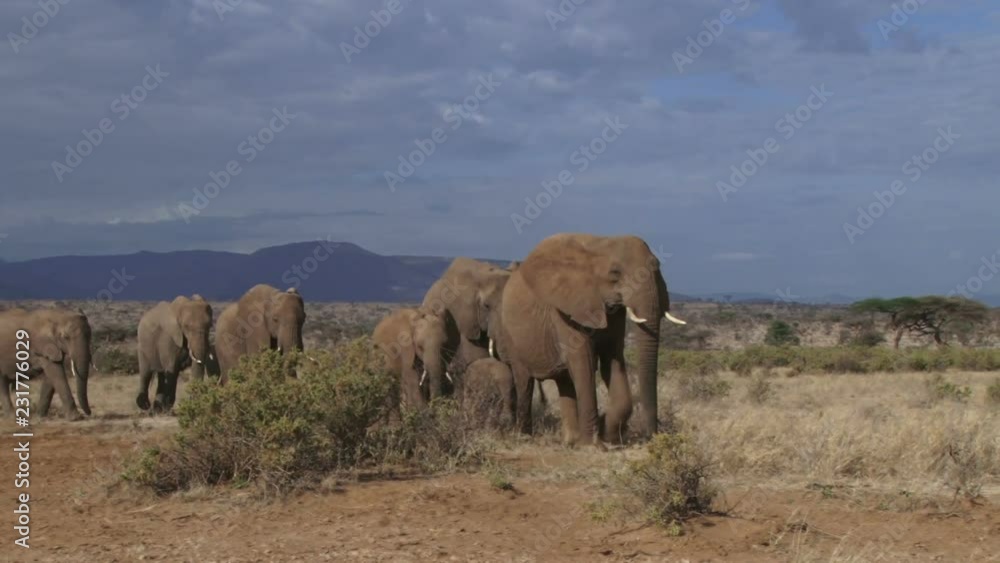 The matriach elephant leads the herd twards a river for water.mov The matriach elephant leads the herd twards a river for water.mov