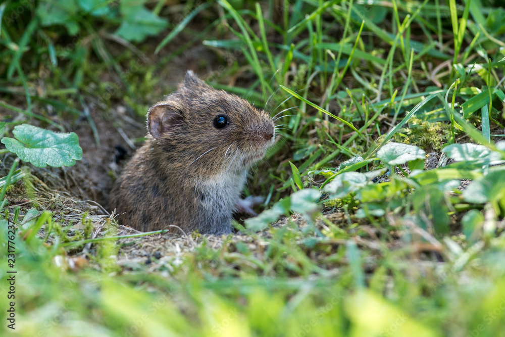 Common Vole