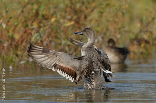 Gadwall flap the wing on the water