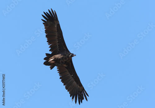 Cinereous Vulture Adult Flying