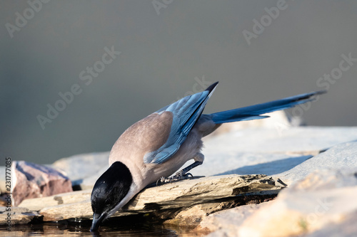 Iberian Magpie (Cyanopica Cooki) in Extremadura, Spain photo